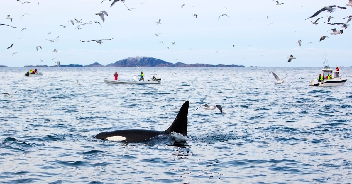 Шантарские острова туры 2024. Шантарские острова касатки. Два кита. Orca's eating.