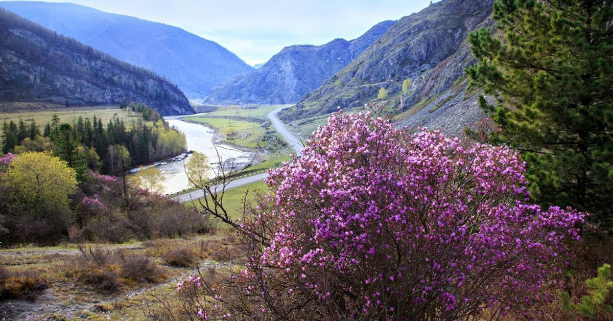 Горный алтай весной фото