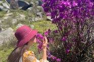 Цветение маральника на Алтае