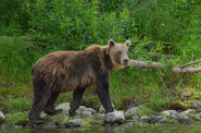 Медведь, Камчатка