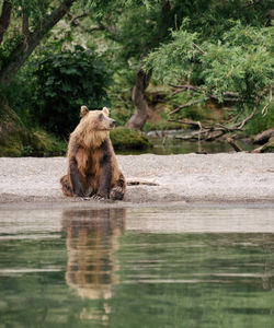 Медведь на Камчатке