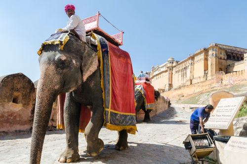 Индийский слон в Джайпуре