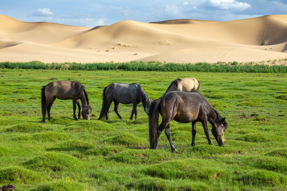 Лошади в пустыне Гоби