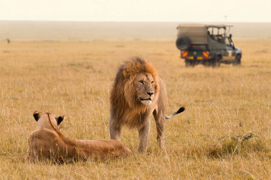Африканские львы в национальном парке «Масаи-Мара»