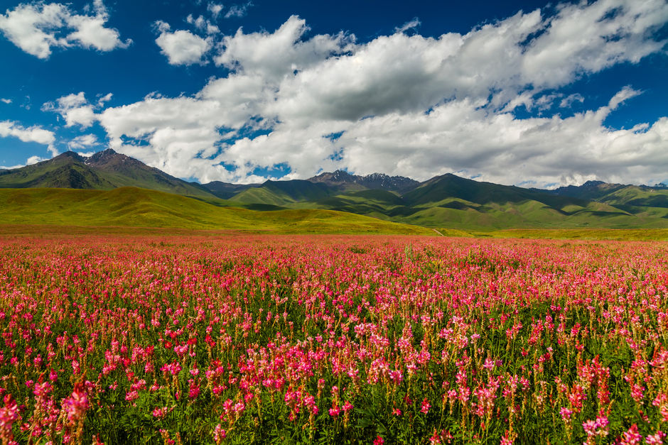 Цветущая долина в Киргизии