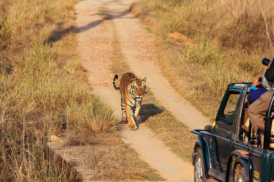 Королевский бенгальский тигр и сафари-джип в национальном парке Канха