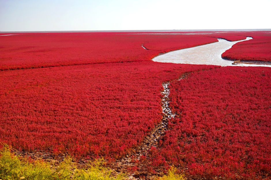 Красный пляж Паньцзинь