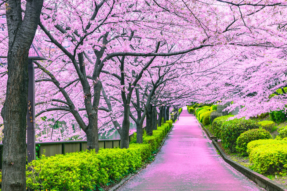Пешеходная дорожка с цветущей сакурой в Токио