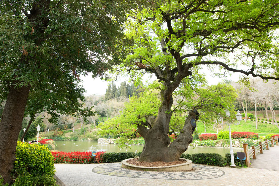 Особое дерево в парке Йылдыз