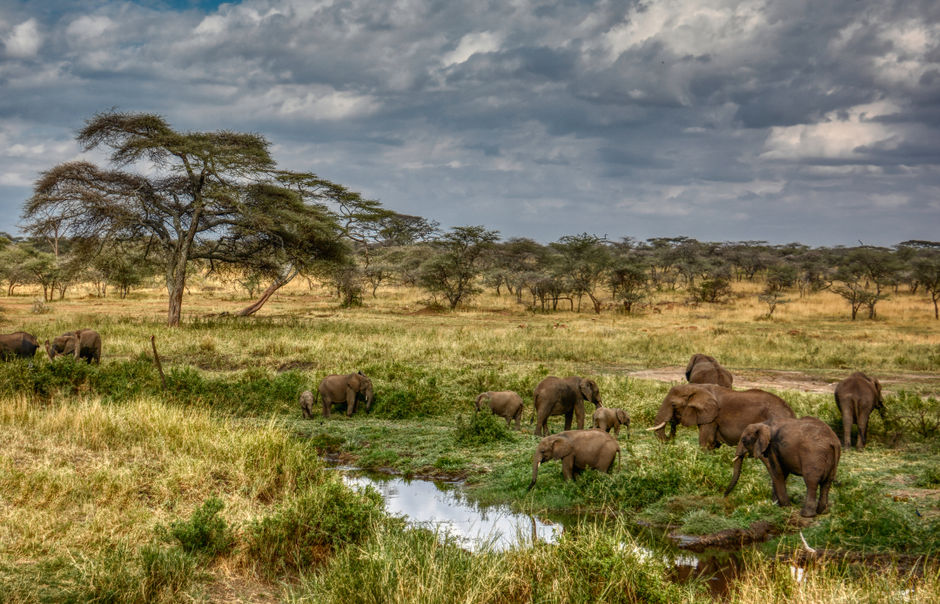 Национальный парк «Серенгети» в Танзании